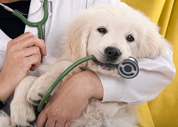 Clínica Veterinaria León cachorro mordiendo estetoscopio