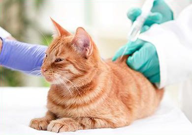 Clínica Veterinaria León gato recibiendo vacuna