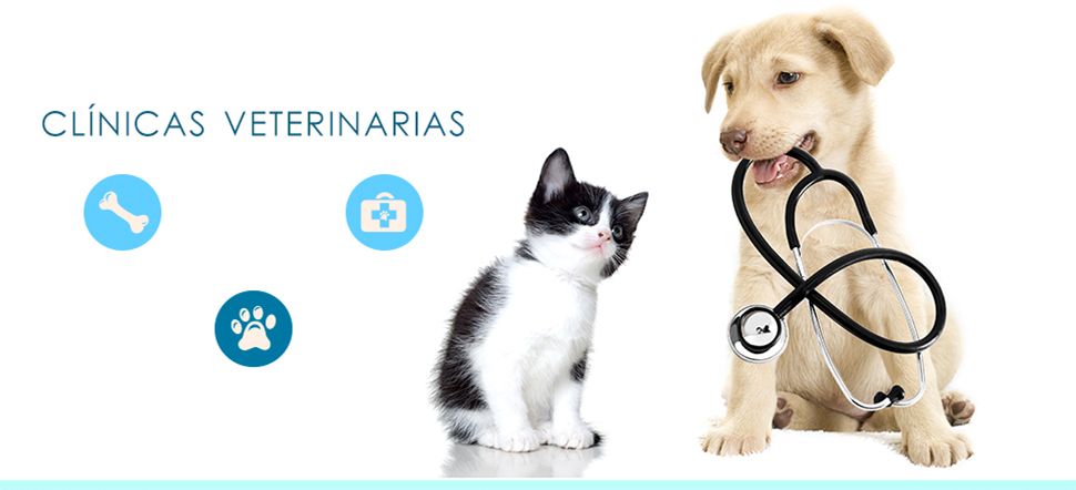 Clínica Veterinaria León gato y perro pequeños