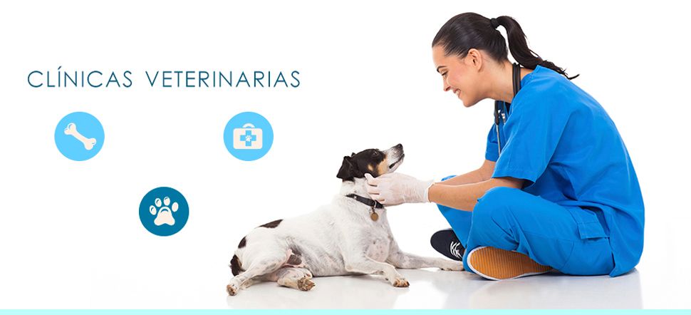 Clínica Veterinaria León veterinaria con perro